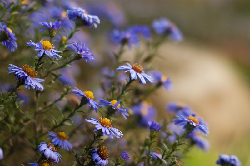 Анастасия, Russia