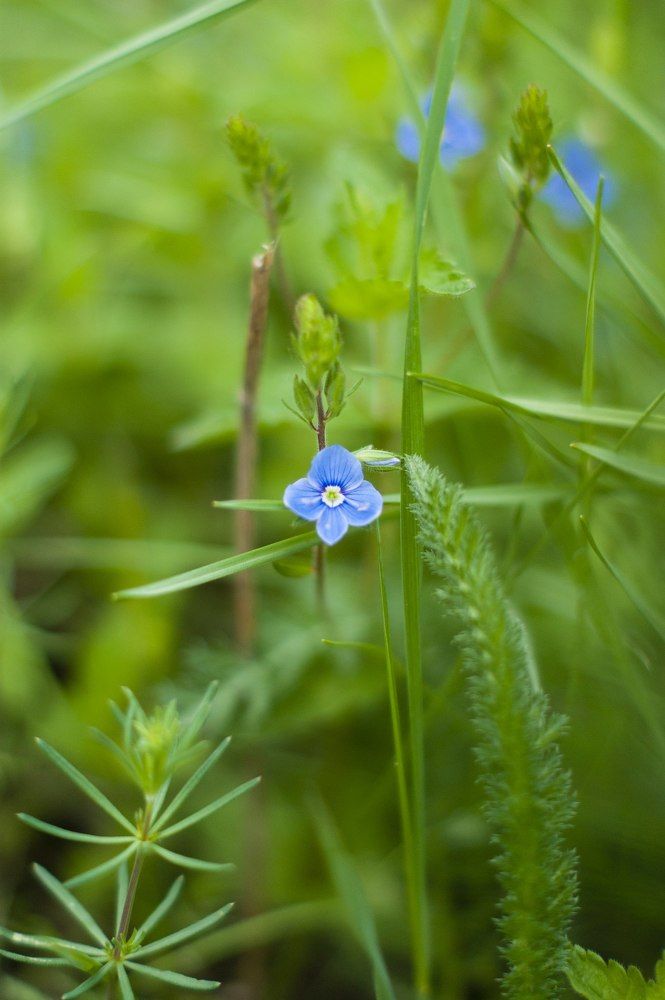 Голубоглазый