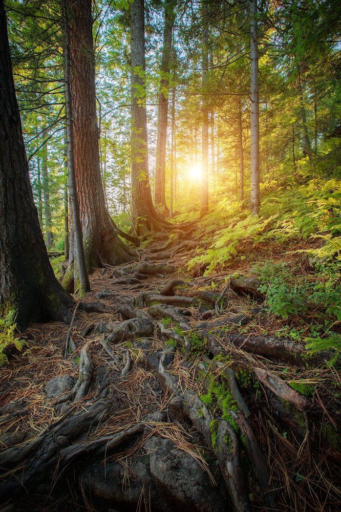 По лесной тропе