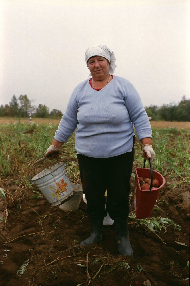 Свезло с урожаем