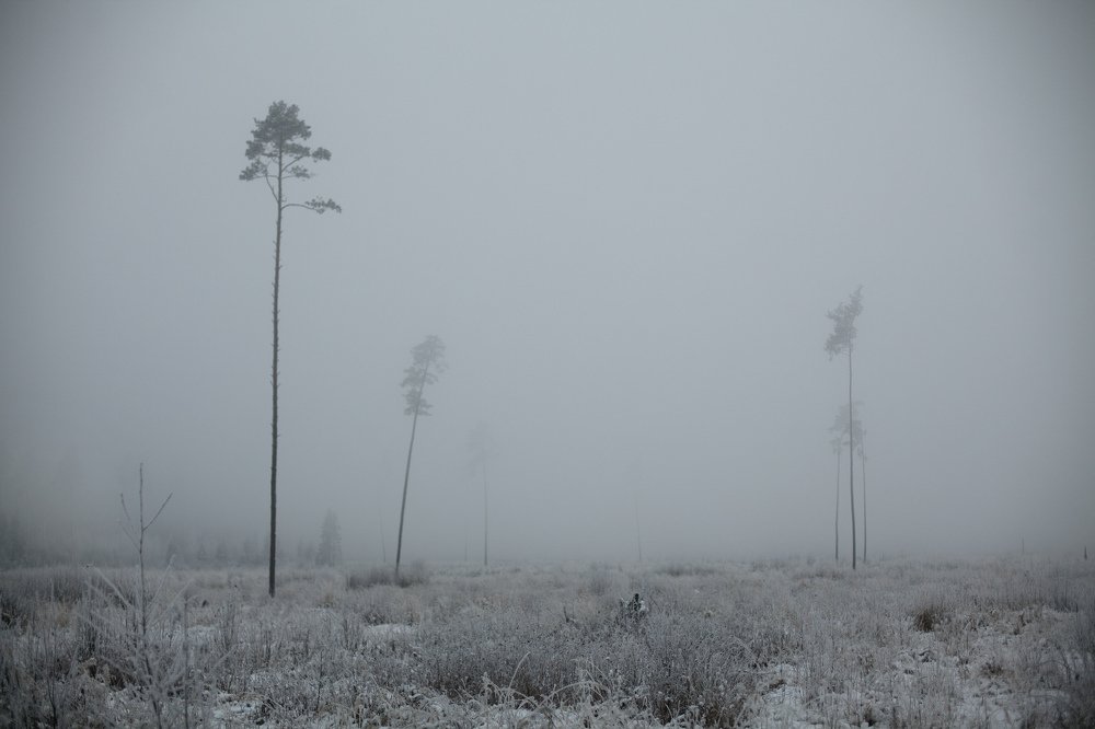 Тоненькие деревья в тумане.