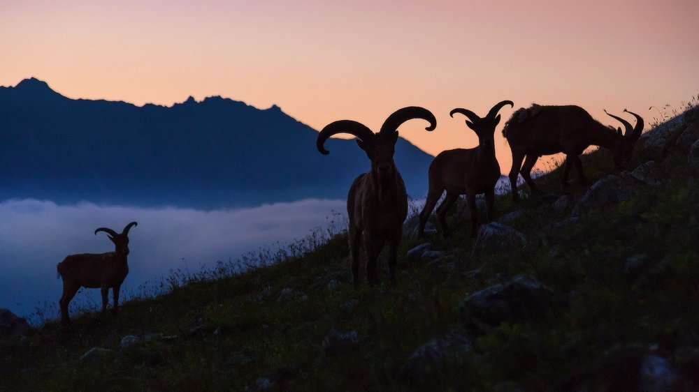 До-Ми-Фа-Соль