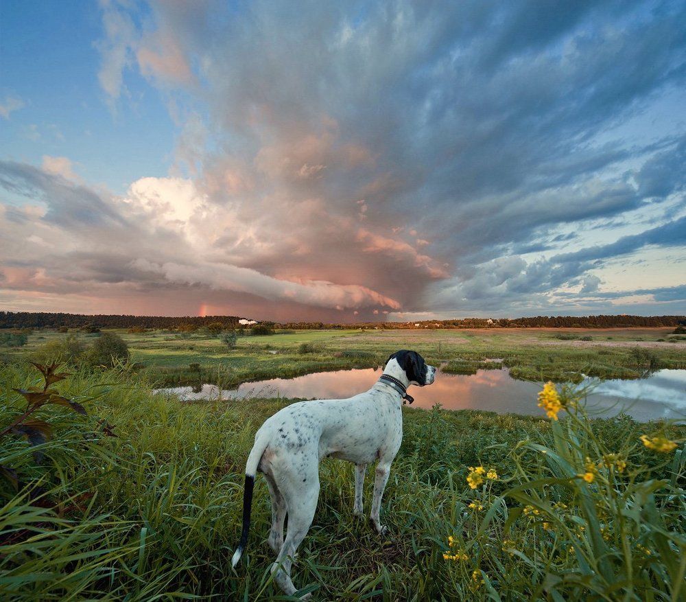 Даже собака залюбовалась...