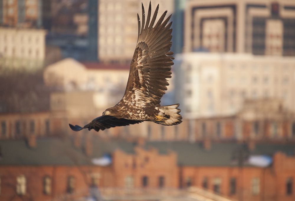 В лучах заката
