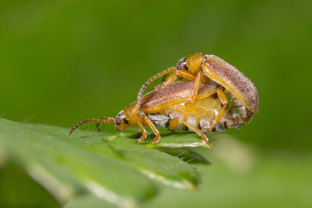 Пикантный момент