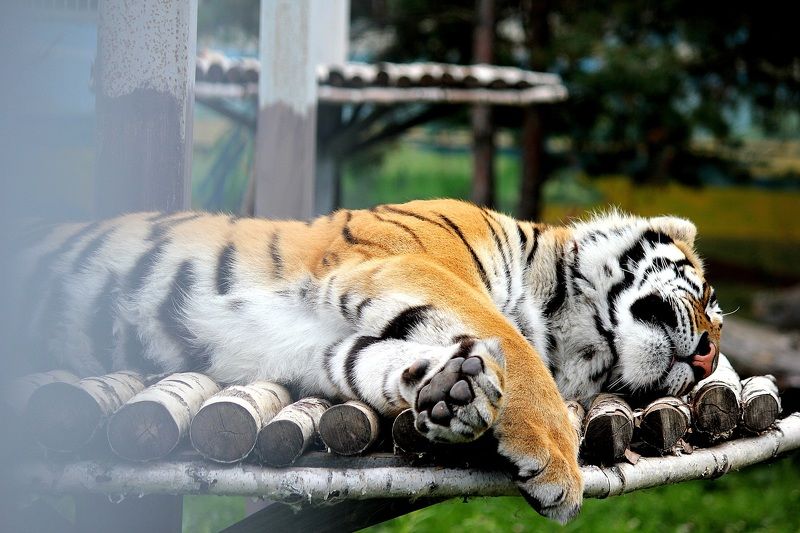 Александра, Russia