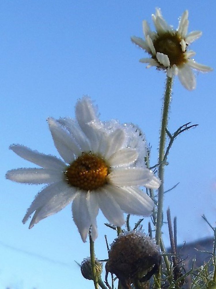 Радостное утро