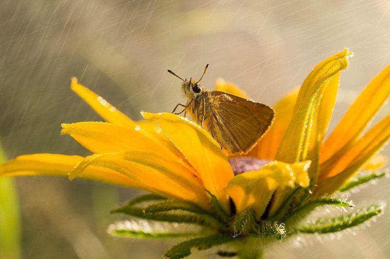 Irina Beloturova, Russia