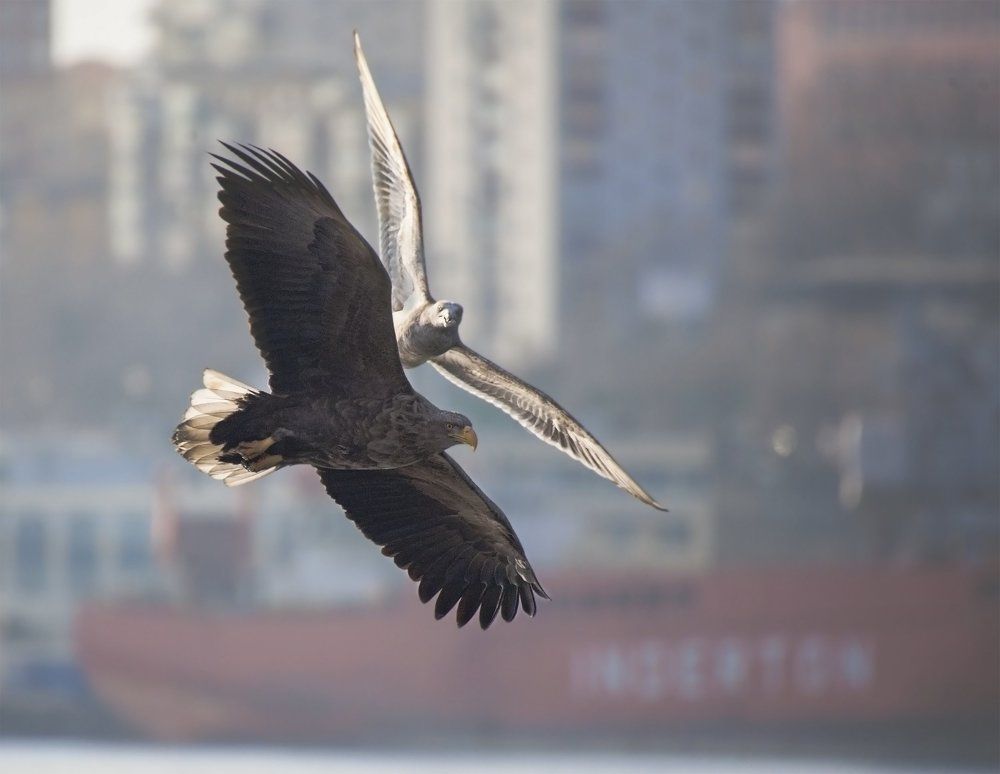 Вернись, дорогой!
