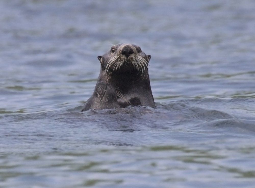 Странные игры — калан и антур