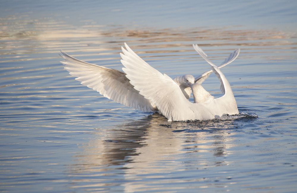 Синхронное плавание