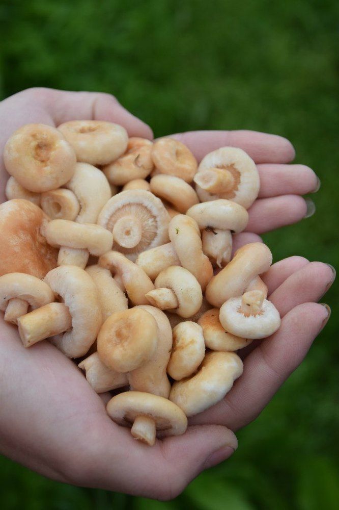 Беляночки-белянки