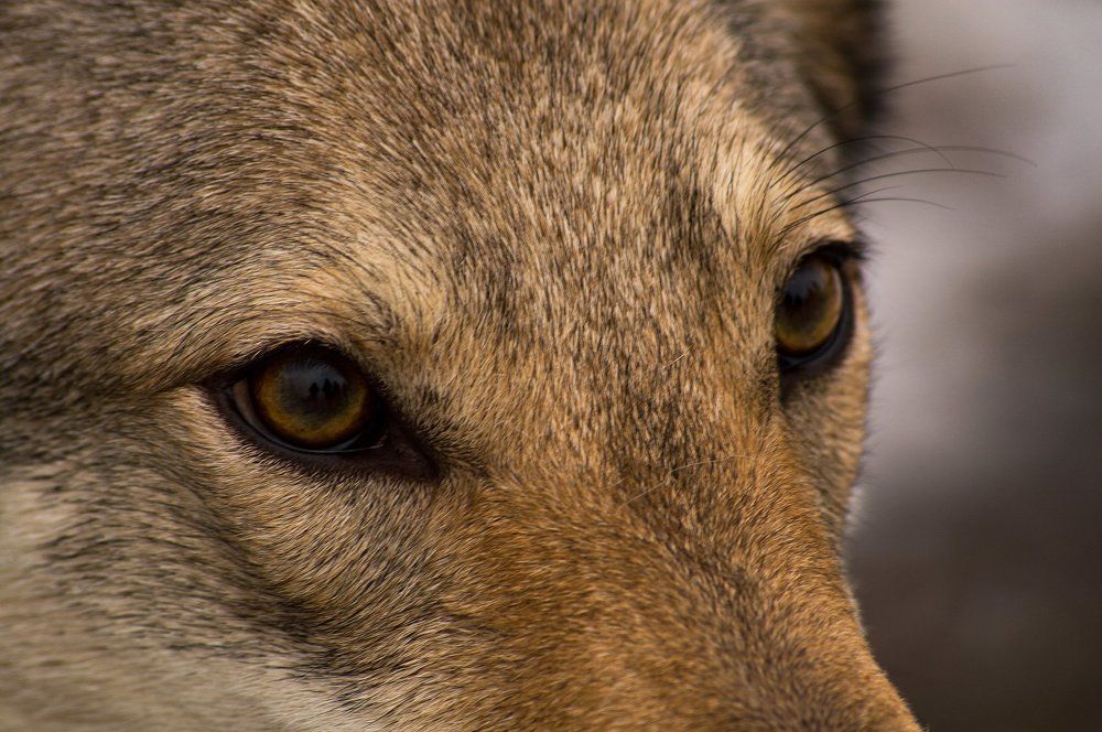 Photograph by Оксана Зверева