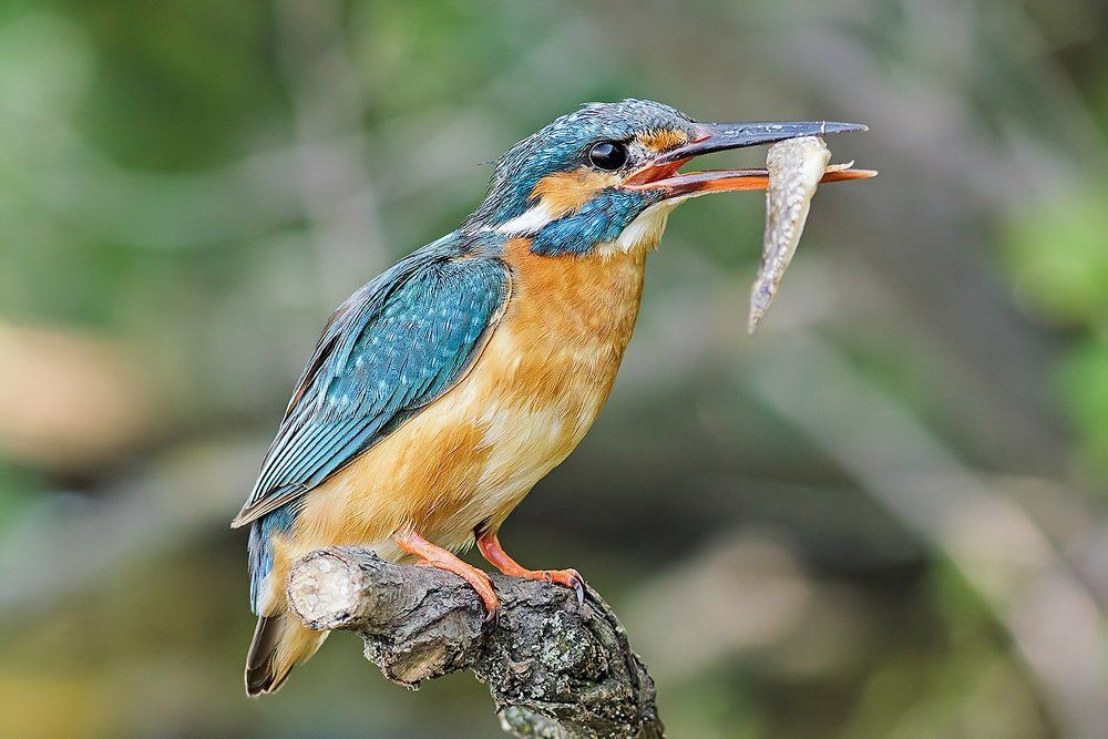 Удачный улов