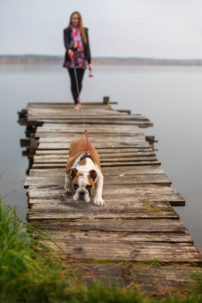 Девушка и Бульдог