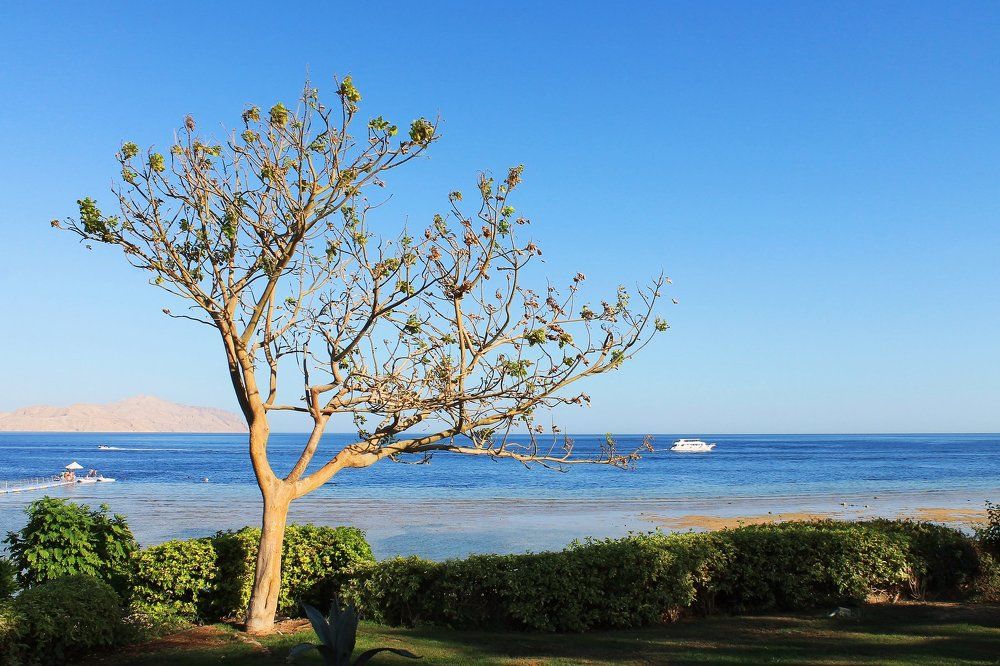 Море - Красное,дерево - прекрасное!