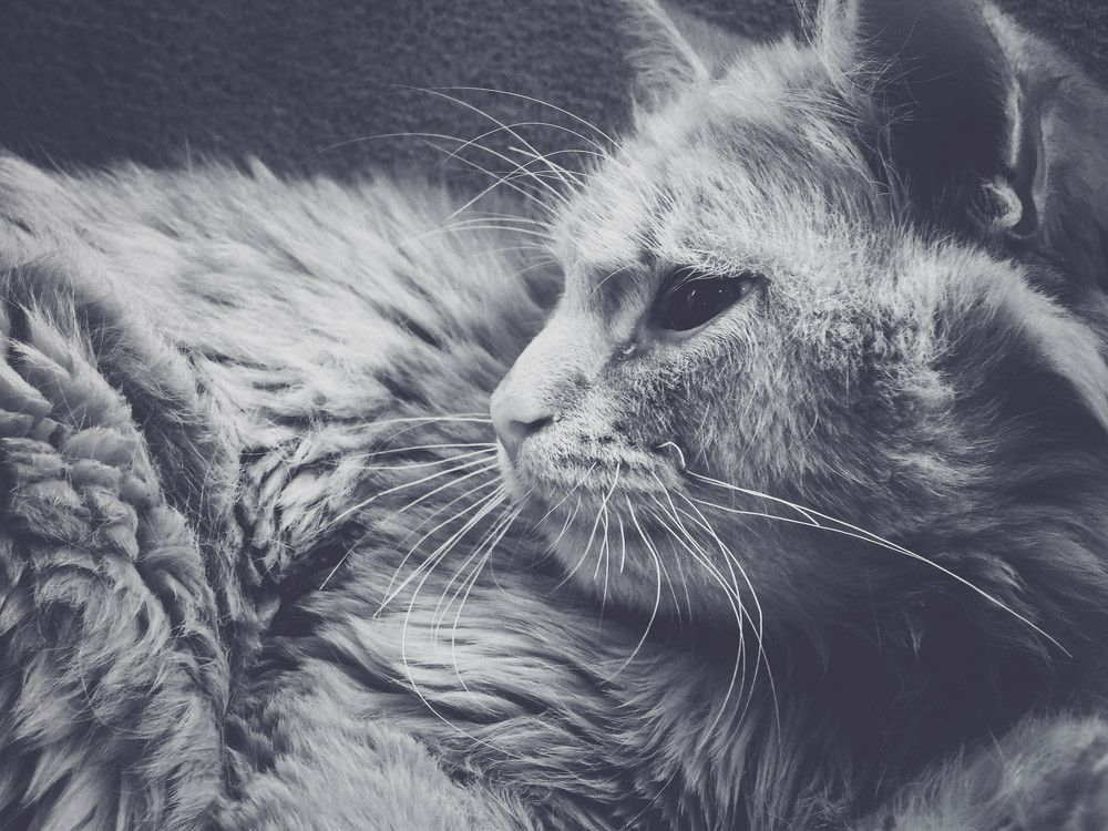 Кот-загадка