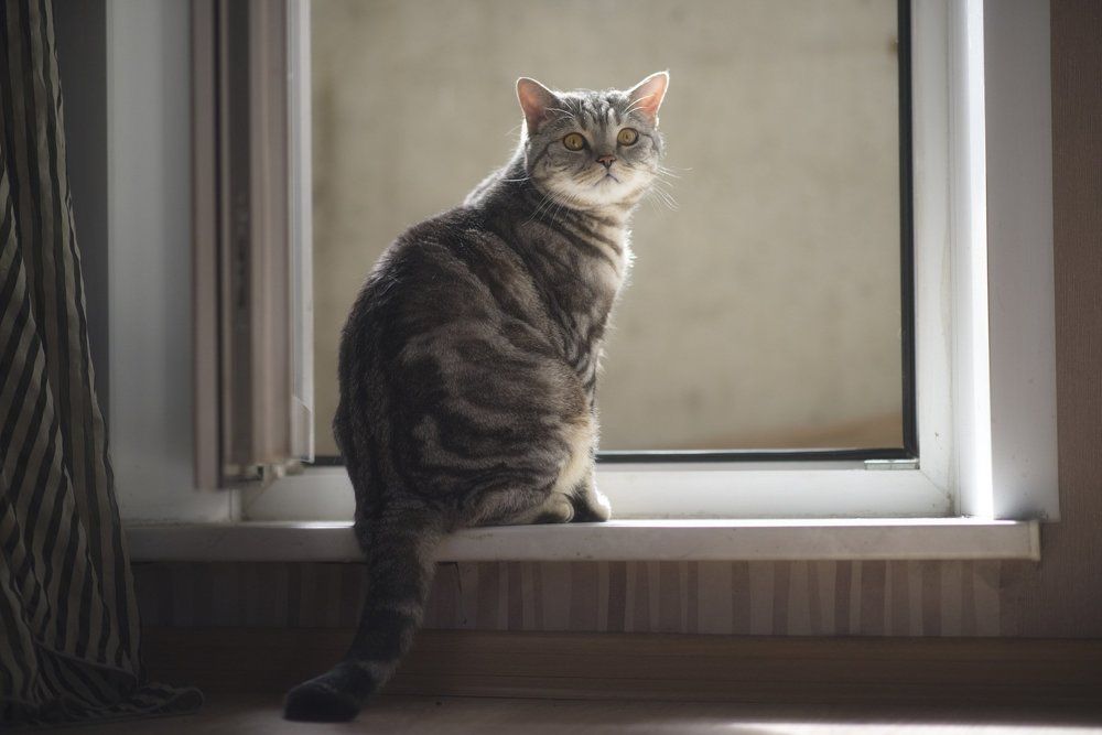 Утренние мысли