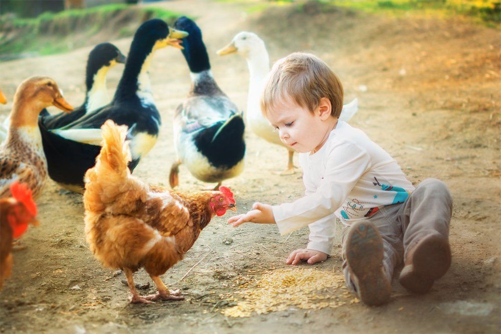 Глебушка про курочку Рябу теперь знает не только из сказки!