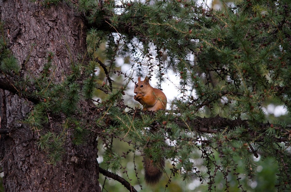 Белочка за ужином