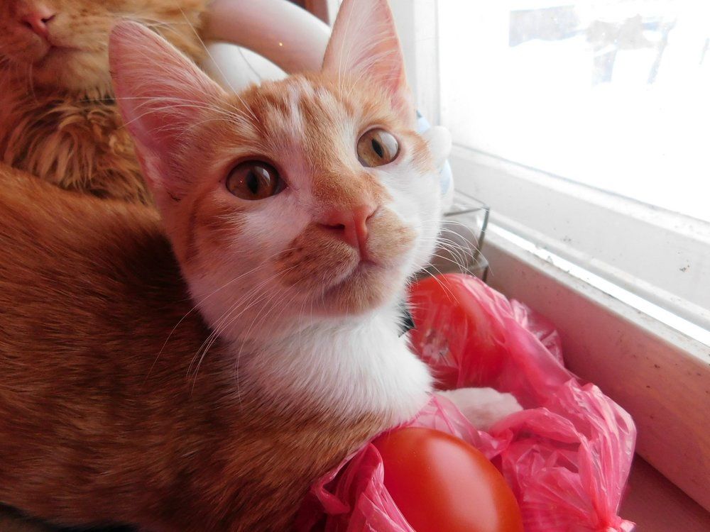 Красота в цвете