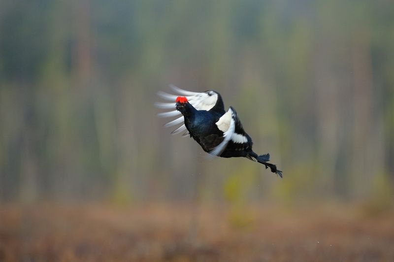 Mikhail Kalinin, Russia