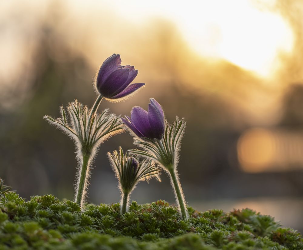 Когда третий не лишний...