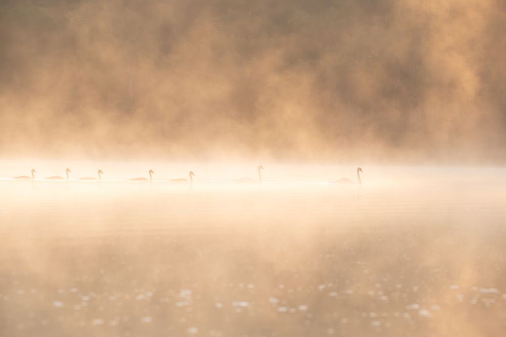 Туманный портал