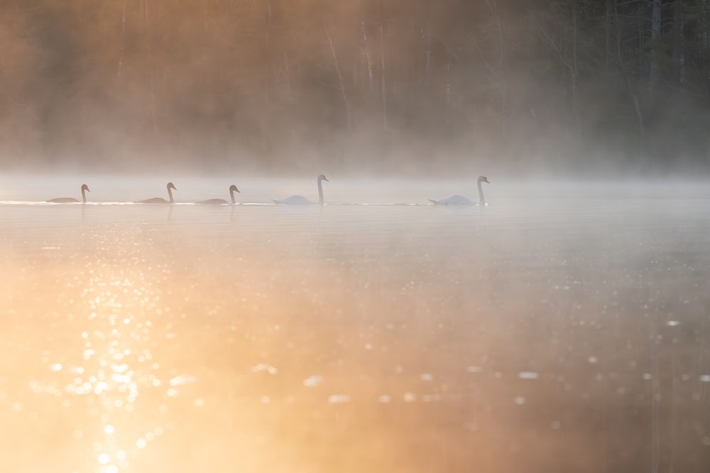 Photograph by Alexei Kriptozoy