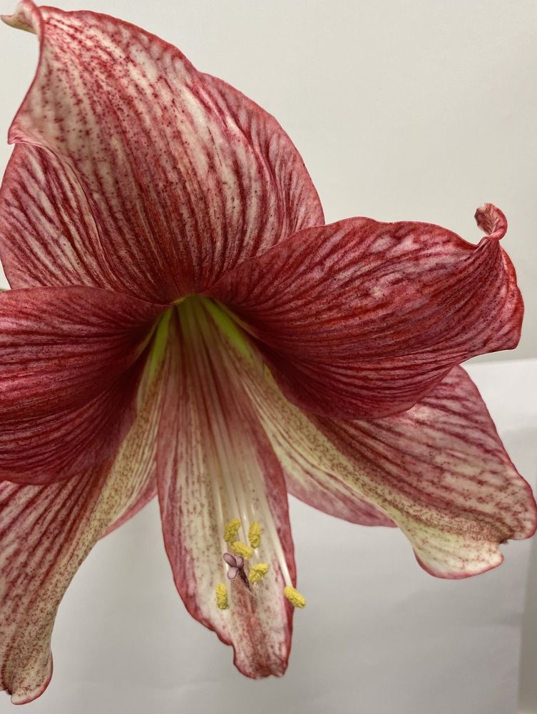 Вселенная в цветке