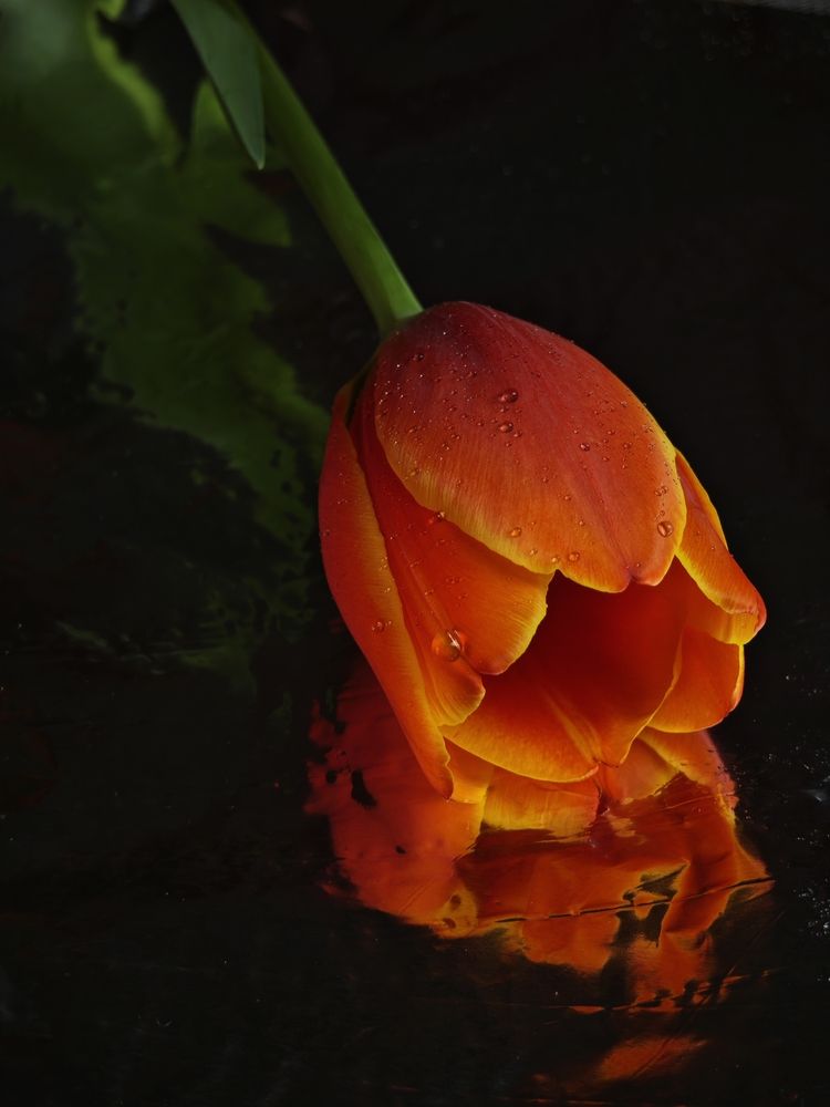 Фотография автора Тамара Нижельская