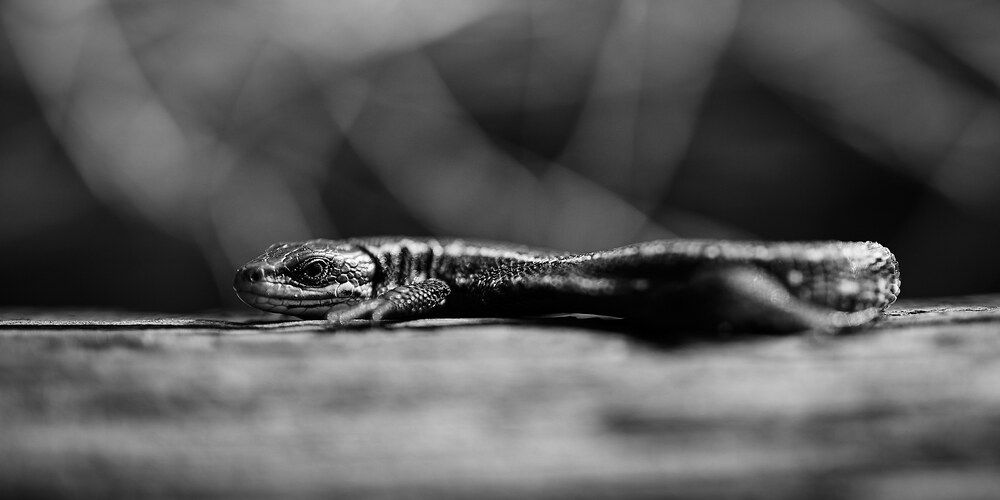 Photograph by Алексей Кочерыжкин