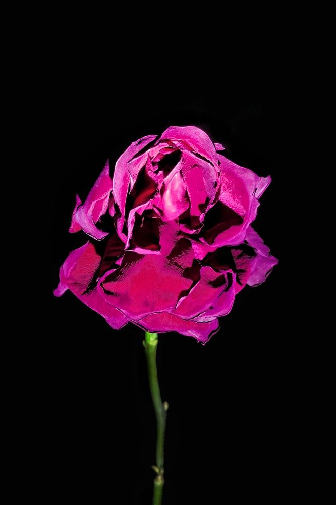 Photograph by Хоменчук Людмила