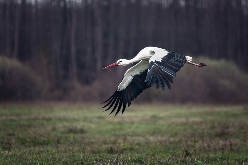 Photograph by Сергей Степанов