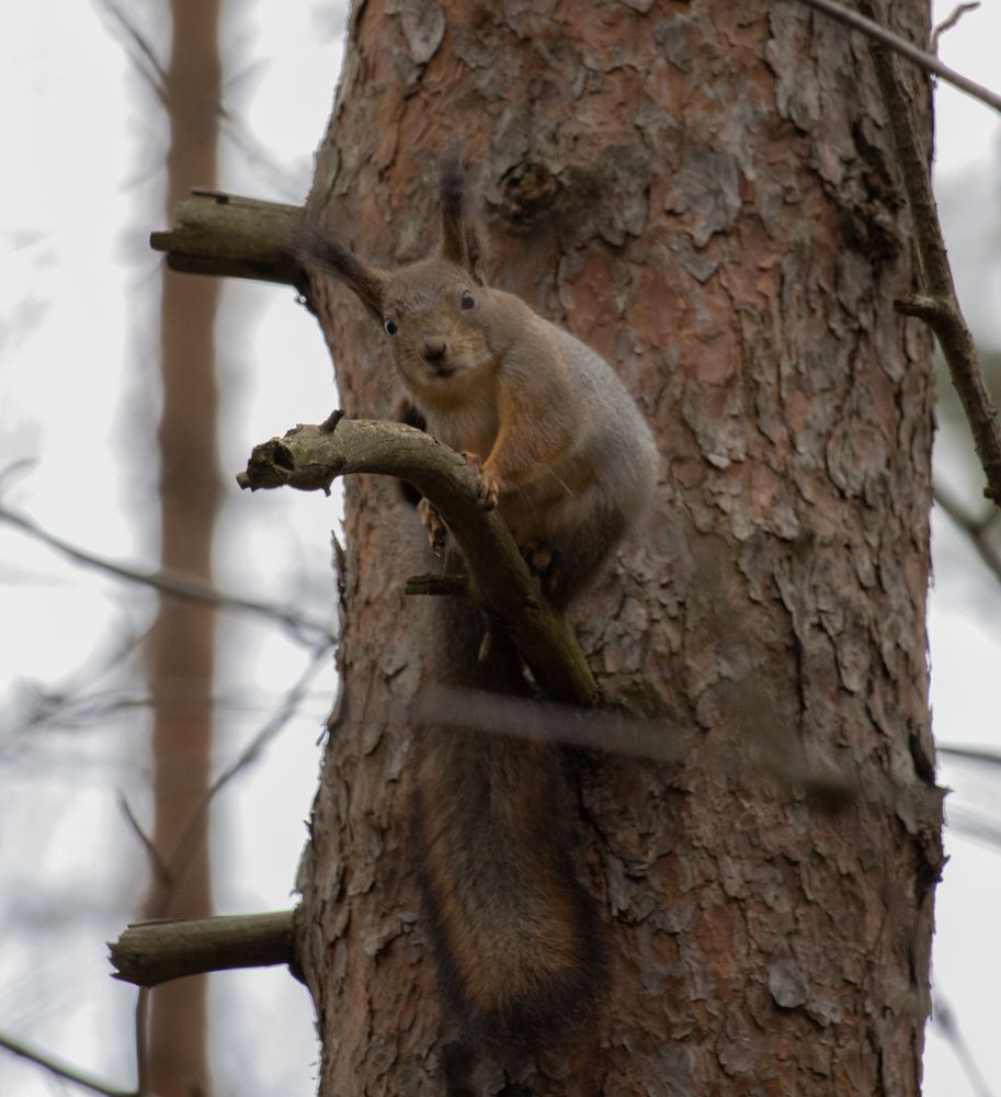Photograph by Людмила Сарыцина