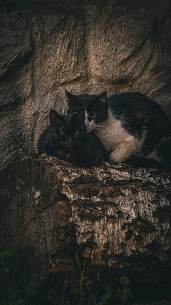 Photograph by Даниил Сырбу