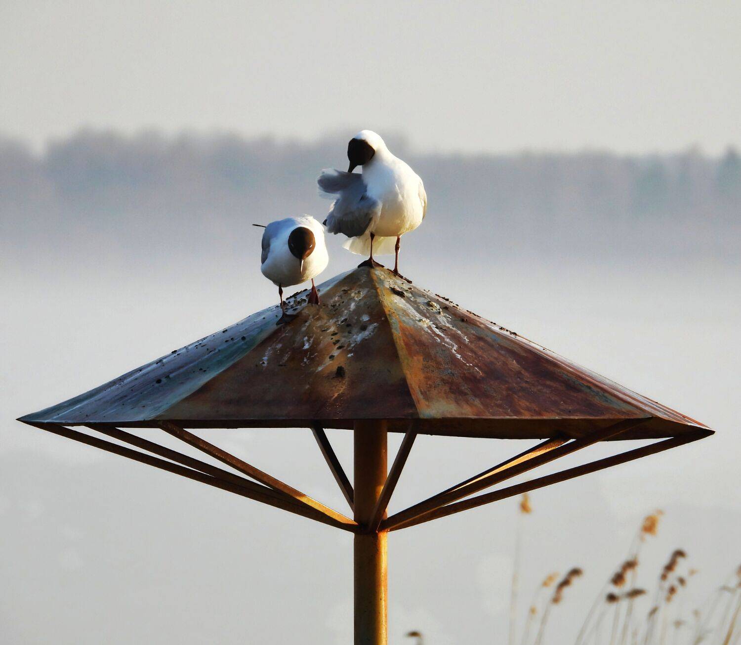 Photo #12152124