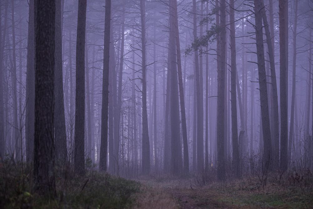 Photograph by Valdis Serzhans