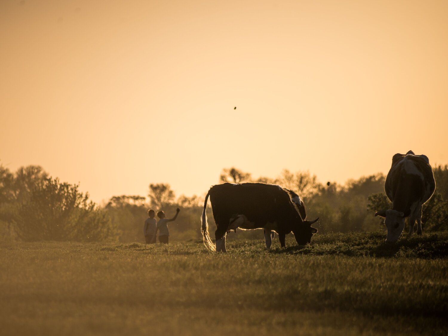 Photo #12153254