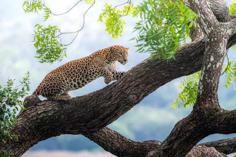 Grace under the green canopy