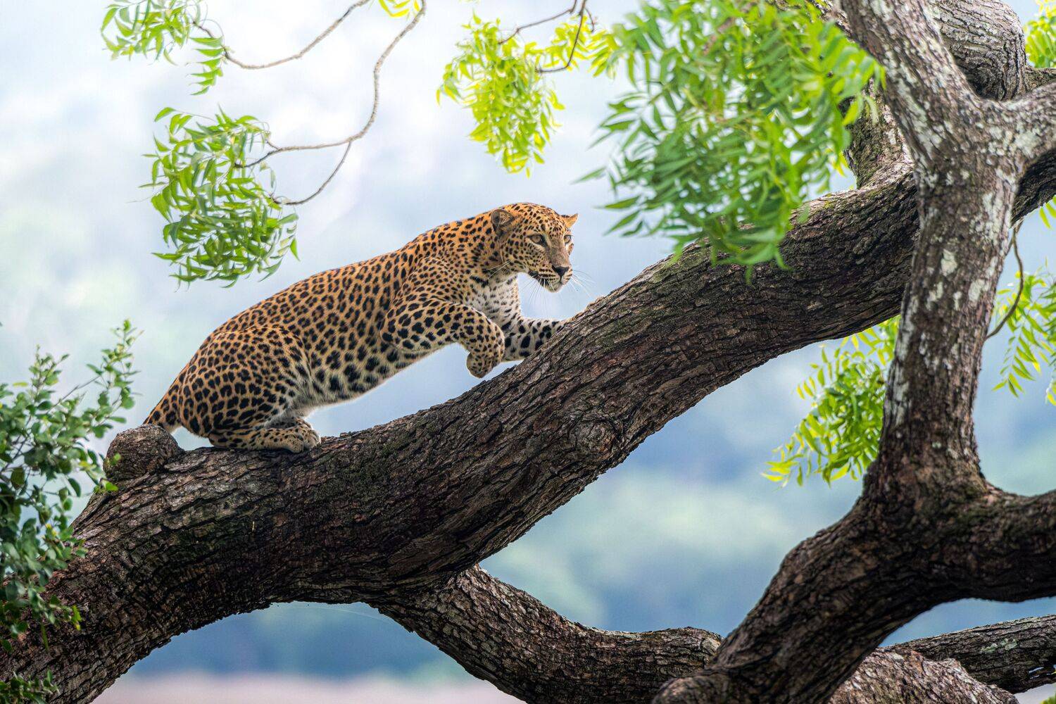 Grace under the green canopy