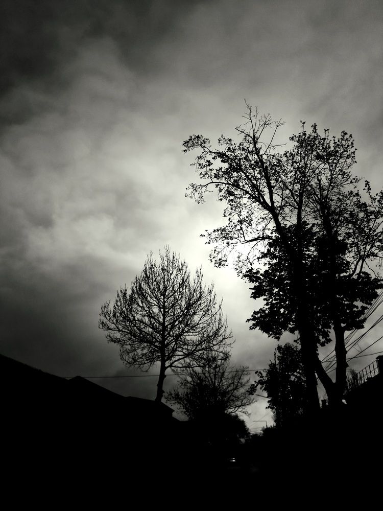 Хмурые деревья
