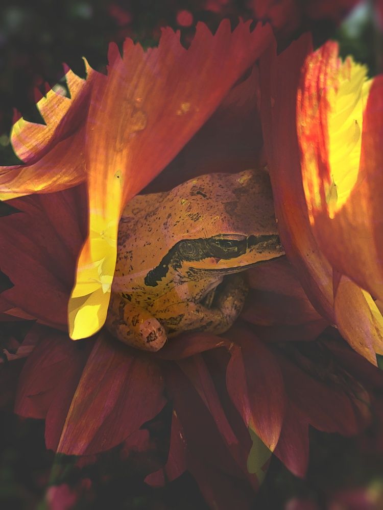 Life of a frog