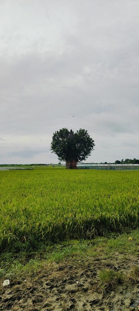 Natural Views