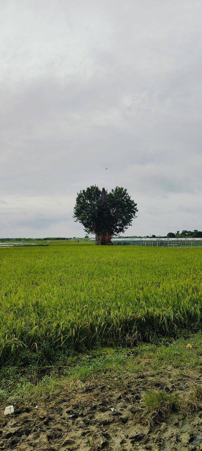 Natural Views