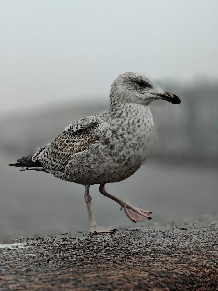 Photograph by Пучков Андрей