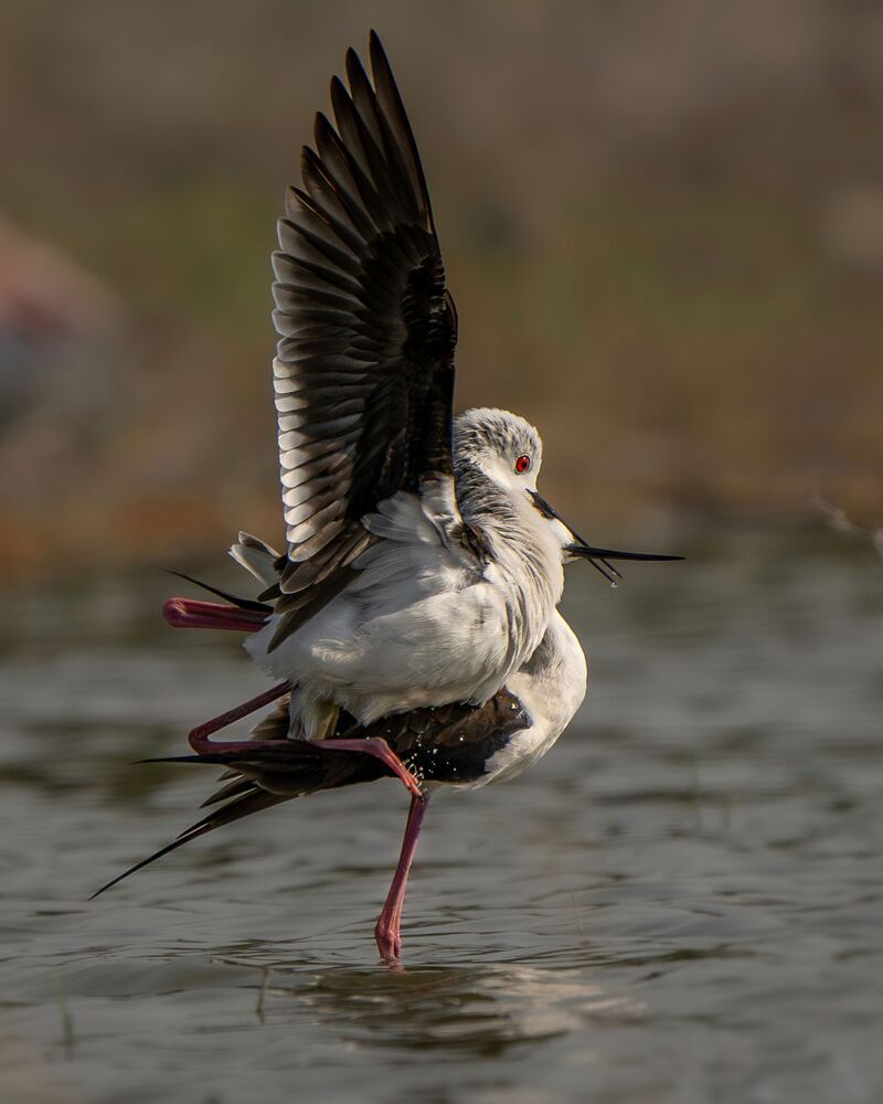 Photograph by mahadevan Arige