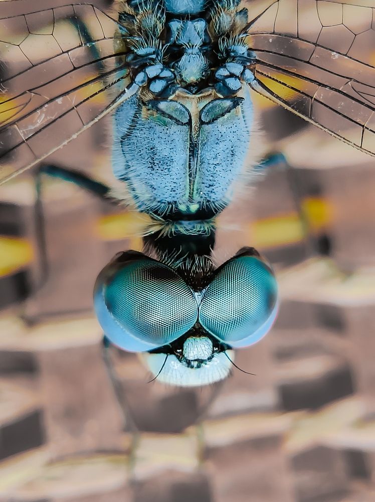 Photograph by Antisha Thakur