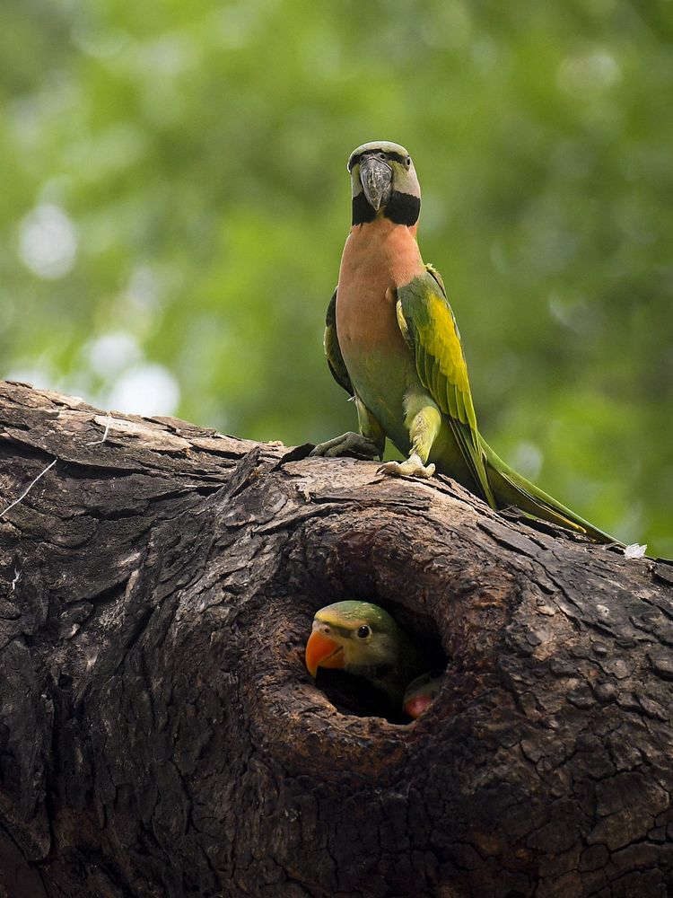 RED BREASTED PARAKEET WITH BABIES.