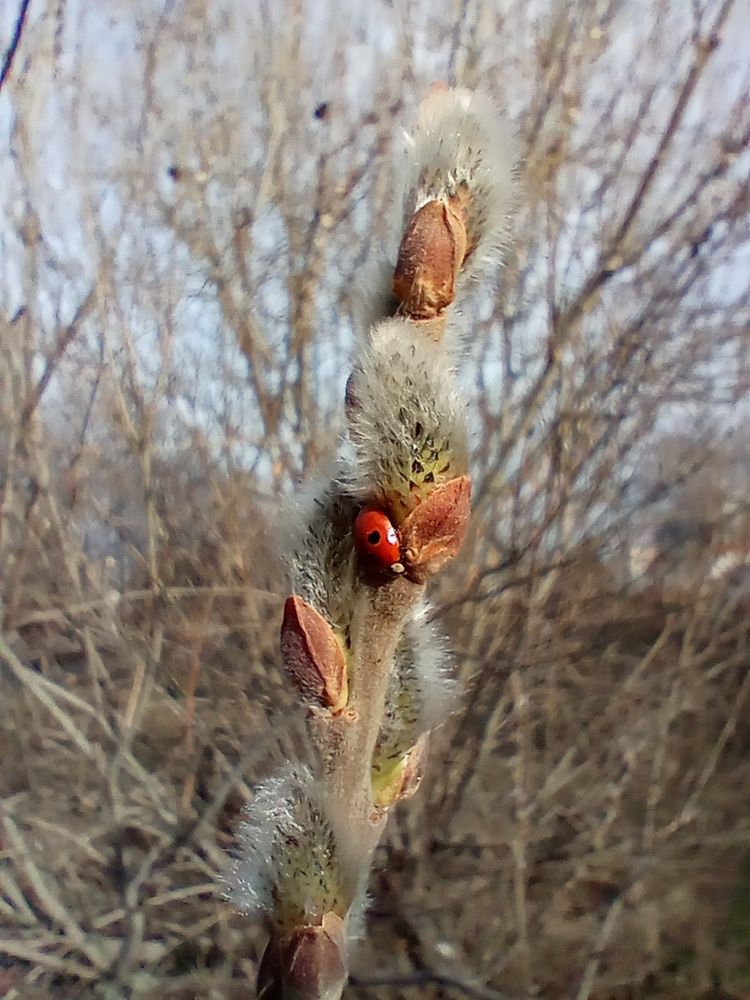 Photograph by Наталья Сырых